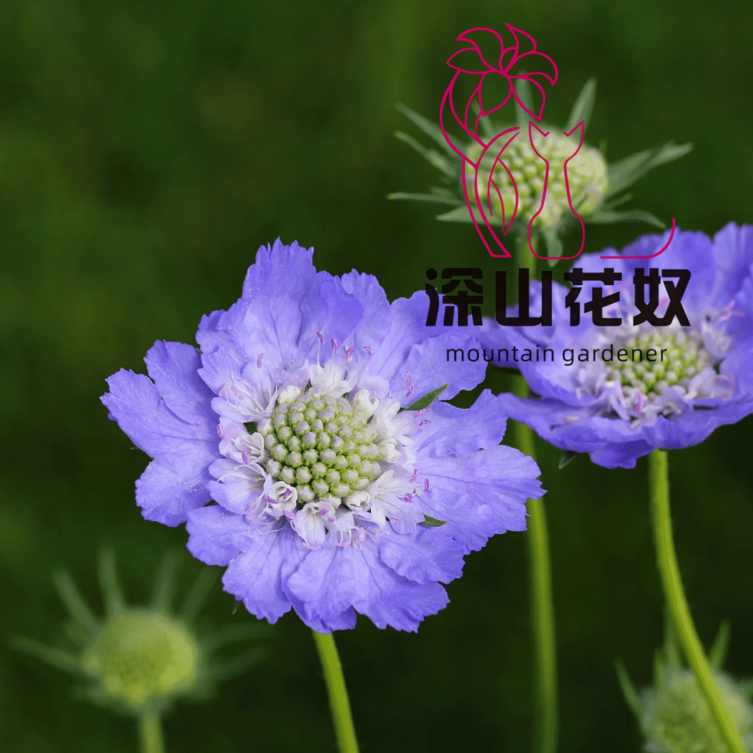 深山花奴松虫草草本切花品种