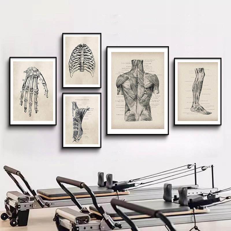 瑜伽馆挂画人体骨骼脊椎装饰画脊柱骨科医解剖学四肢结构体态壁画