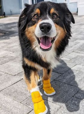 狗狗运动鞋 美国RifRuf凯撒软壳透气除湿户外保温宠物犬保护足套