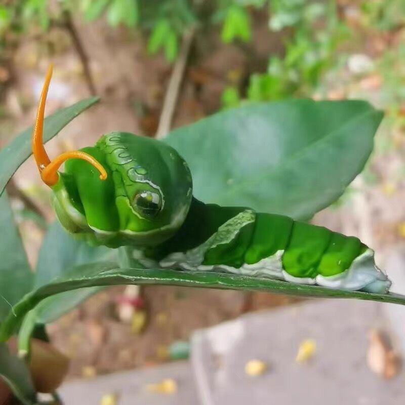 爆款蝴蝶卵柑橘凤蝶的幼虫蝴蝶虫卵玉带蝶养殖儿童饲养毛毛虫活体