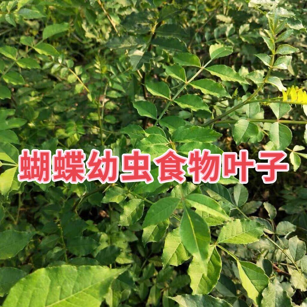 柑橘凤蝶食物玉带凤蝶食物美凤蝶蝴蝶幼虫碧凤蝶幼虫食物花椒叶子