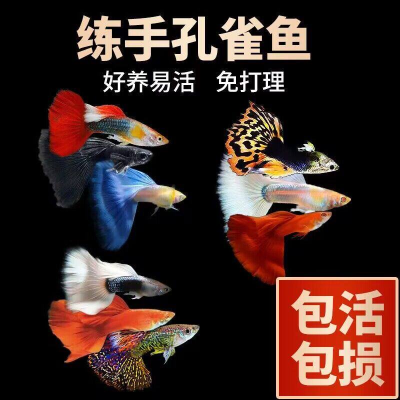 观赏孔雀鱼活体热带小型淡水冷水好养耐活鳉凤尾鱼苗宠物孕母繁殖