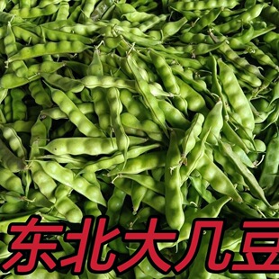 高产高品质东北松原几豆角农家种植鼓豆面豆现摘现发新鲜包邮到家