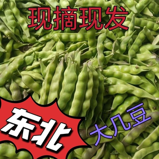 东北大几豆东北蔬菜松原大几豆鼓豆老式油豆角几豆角嘎拉豆旮旯豆