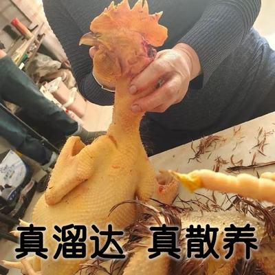 东北农家正宗土鸡溜达鸡公鸡草鸡笨鸡走地鸡东北农村散养东笨鸡