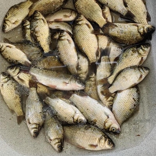 东北冷水鱼新鲜鲫鱼活鱼现杀淡水鱼活鱼现杀鲫鱼活鱼现杀鲫鱼活鱼