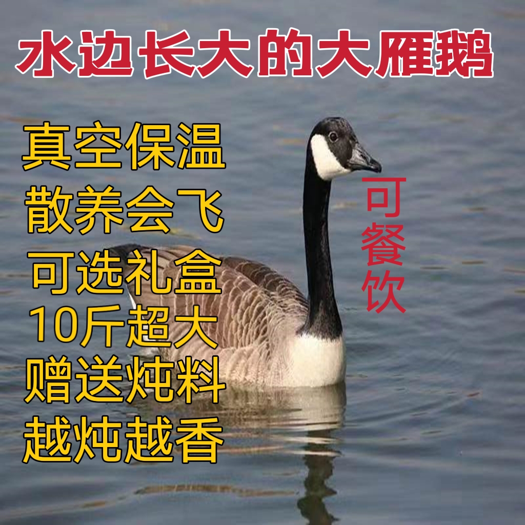 大雁鹅查干湖周边农家散养现杀无冰冷冻净重整只雁肉送礼非鸭大雁