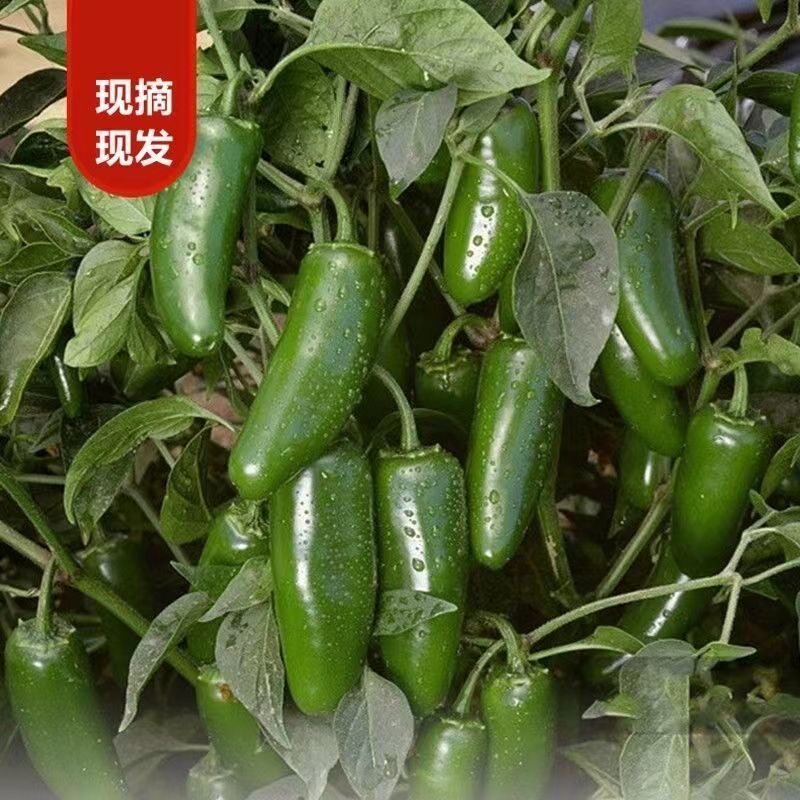 新鲜港椒墨西哥辣椒腌制泡椒子弹辣椒