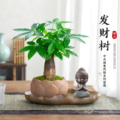 超级有意境感的发财树小盆栽摆件