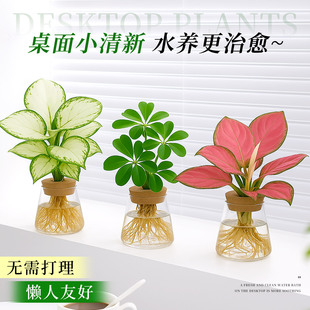 水培室内绿植物好养吉利红鸭脚木绿萝桌摆器皿花卉瓶客厅旺宅好养
