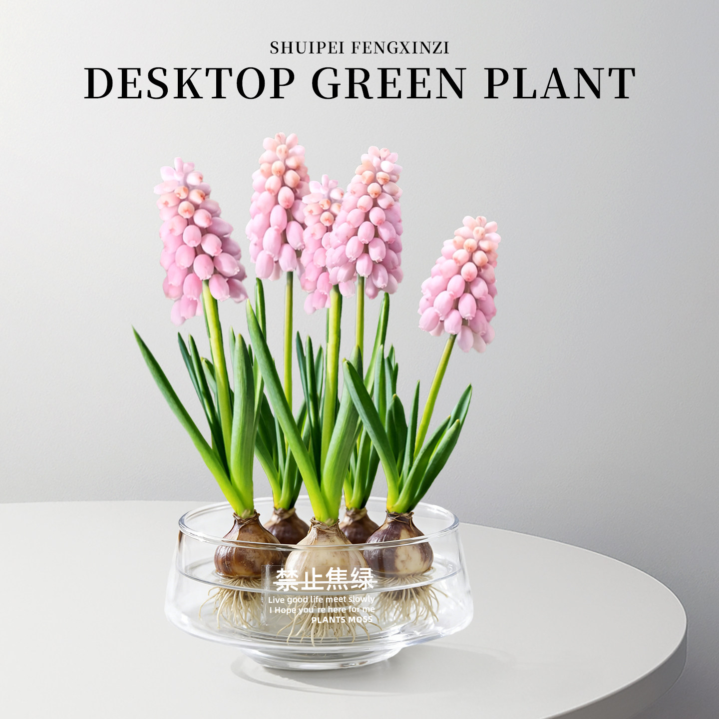 葡萄风信子水培种球花卉植物盆景粉色进口绿植室内桌面四季好养活
