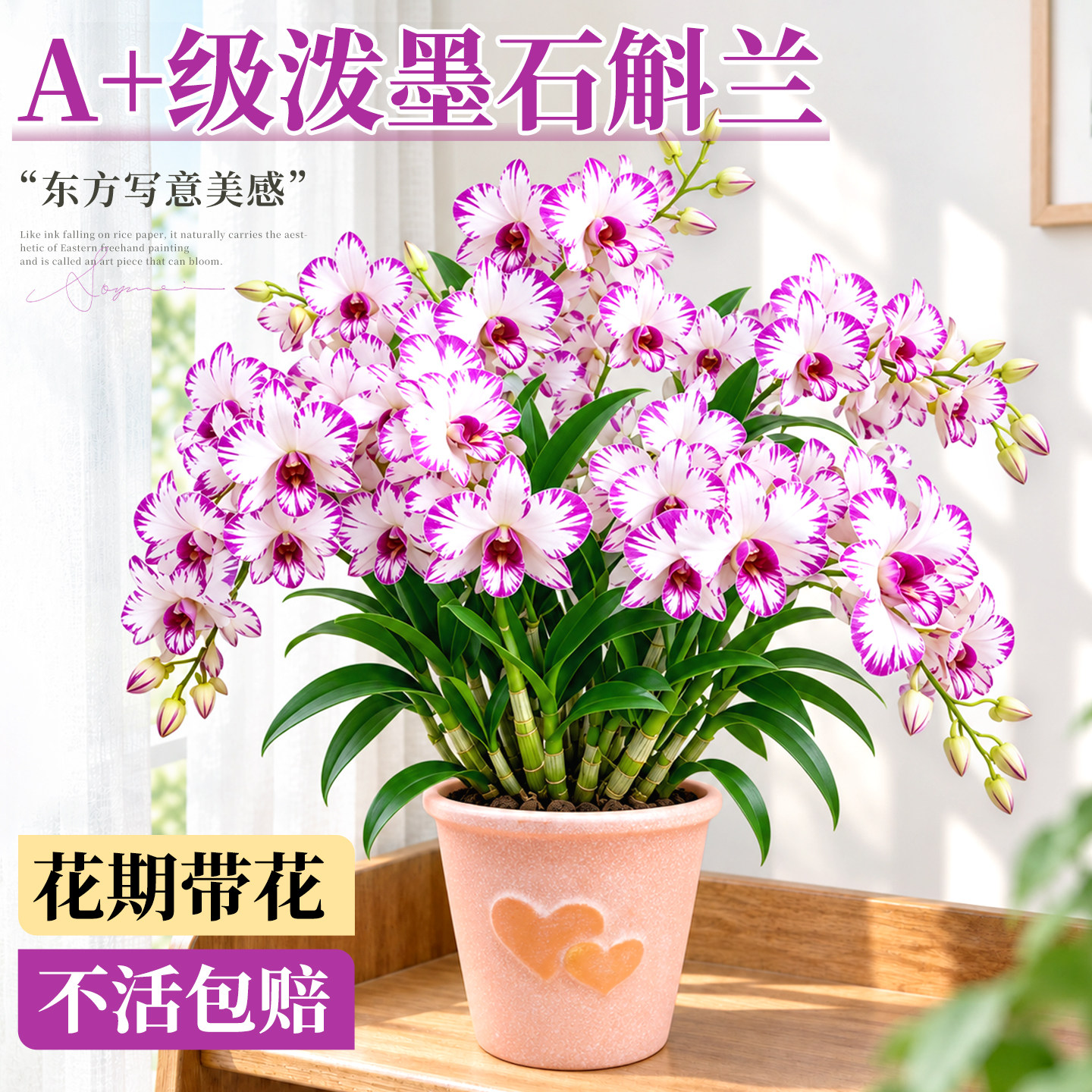 泼墨石斛兰盆栽带花苞浓香懒人兰花室内阳台四季开花易活观赏绿植