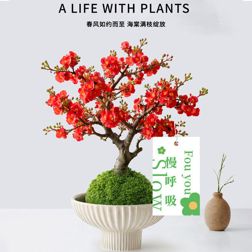 绝美的海棠花苔藓球水培植物好养