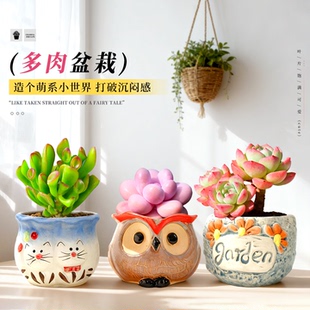 多肉小盆栽植物组合办公桌室内陶瓷花盆大株老桩精品绿植稀有品种