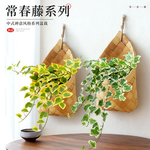 常春藤垂吊植物盆栽雪莹黄金边壁挂爬藤都吊篮绿植花卉四季好养活