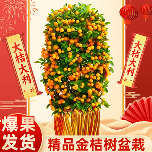 金桔树盆栽带果年桔新年绿植物室内客厅年宵花可食用橘子树苗四季
