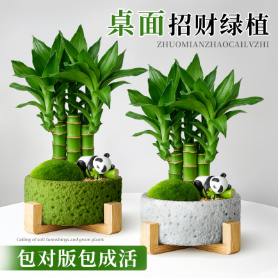 富贵竹小绿植室内盆栽招财办公室