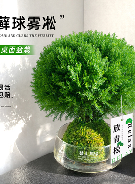 雾松放青松绿植盆栽苔藓球水培植物办公室内客厅桌面四季常青好养
