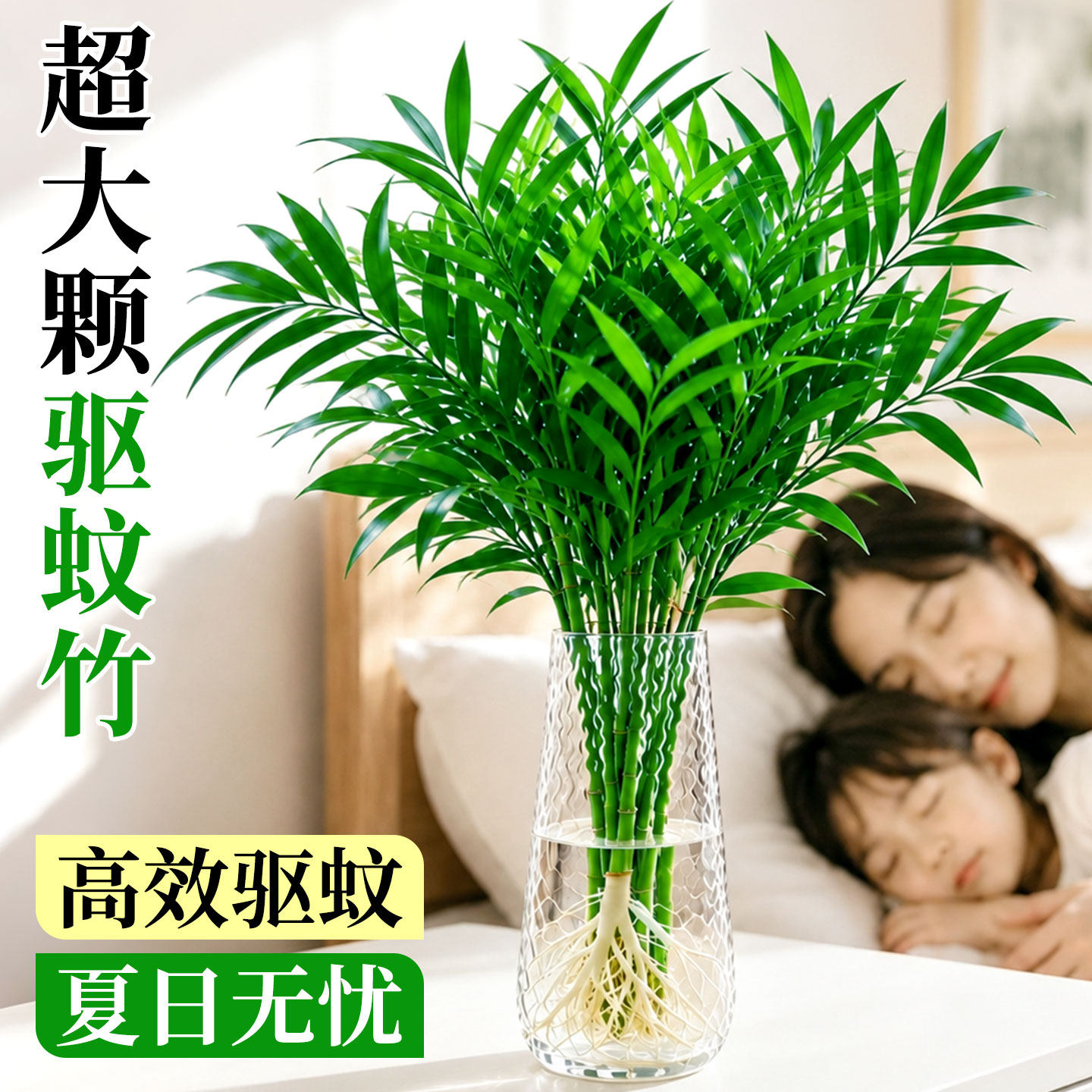 驱蚊竹柏水培植物小盆栽卧室室内客厅办公室桌面水养花卉绿植好养