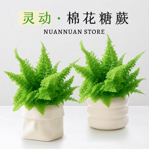 棉花糖蕨蕾丝蕨类盆栽办公桌面工位小绿植物花卉盆景耐阴懒人好养