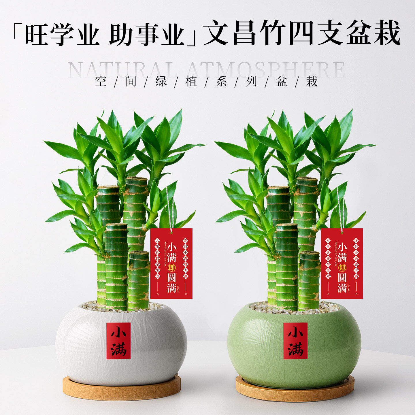 节节高文昌竹4支旺财旺运盆栽图片