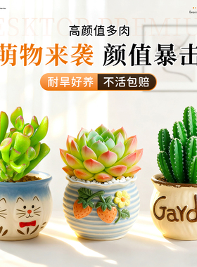 多肉小盆栽仙人球绿植带盆办公室桌面室内植物名贵仙人掌幼儿园礼