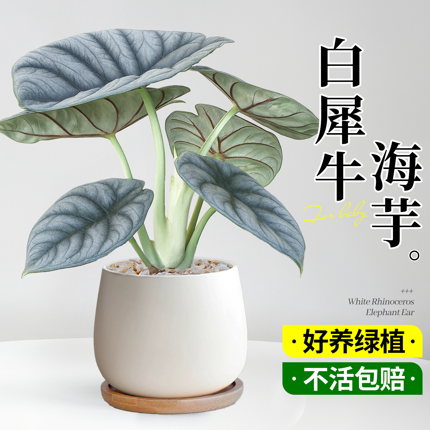 白犀牛海芋盆栽情绪稳定绿植盆栽