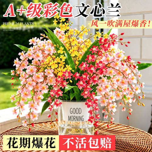 懒人好养浓香花苗轻松爆花