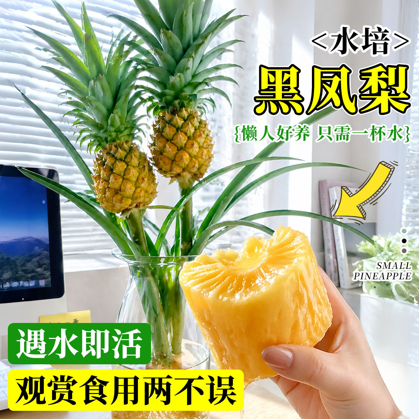 水培菠萝黑凤梨动感光菠可食用办公室桌面解压绿植鲜切直发氛围感