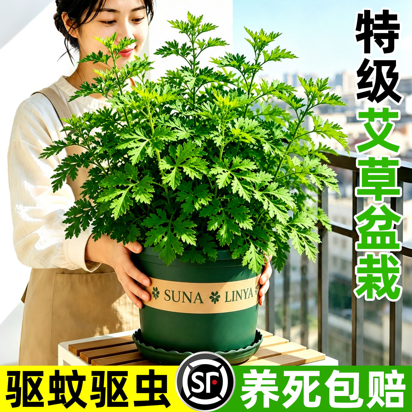 艾草苗新鲜驱蚊植物防虫新鲜室内外阳台绿植盆栽小叶艾蒿端午好养