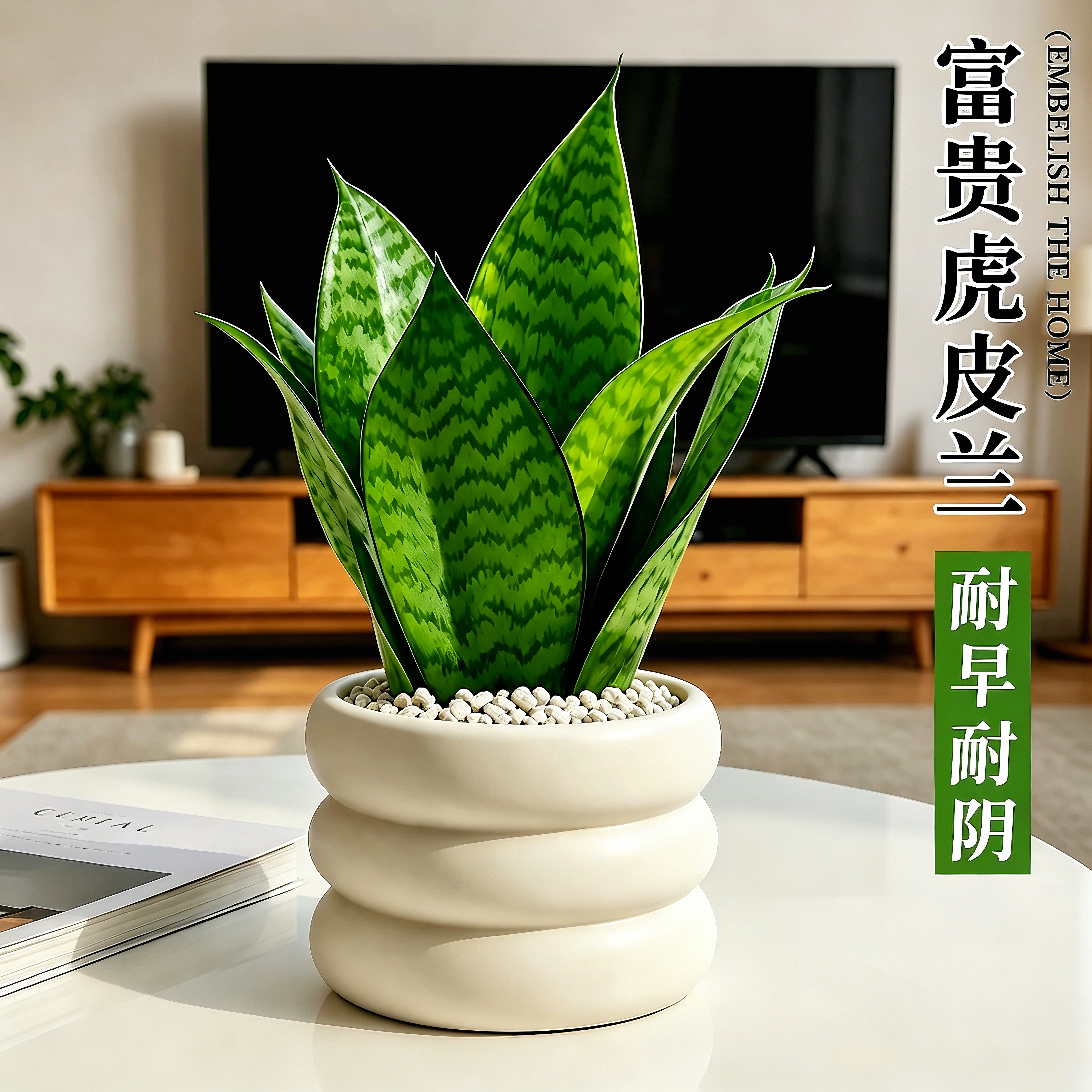 富贵虎皮兰虎尾兰室内绿植物耐阴净化空气家居装饰办公室桌面盆栽