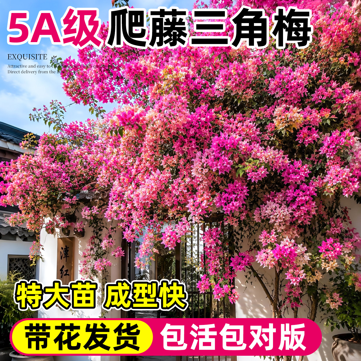 高端名贵四季开花！可爬藤三角梅图片