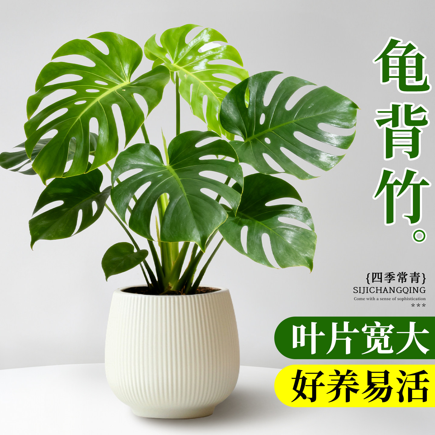 龟背竹盆栽办公室绿植盆栽室内绿图片