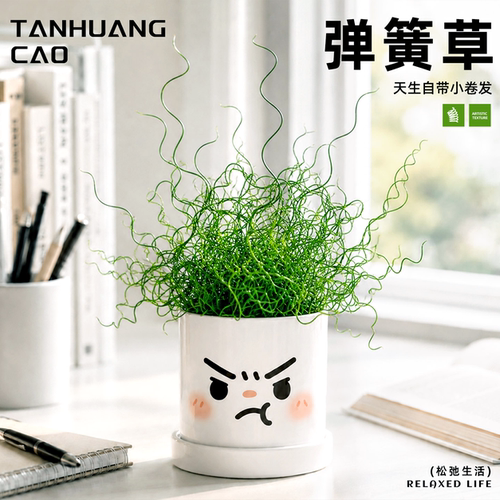 超有趣的小盆景！弹簧草情绪植物
