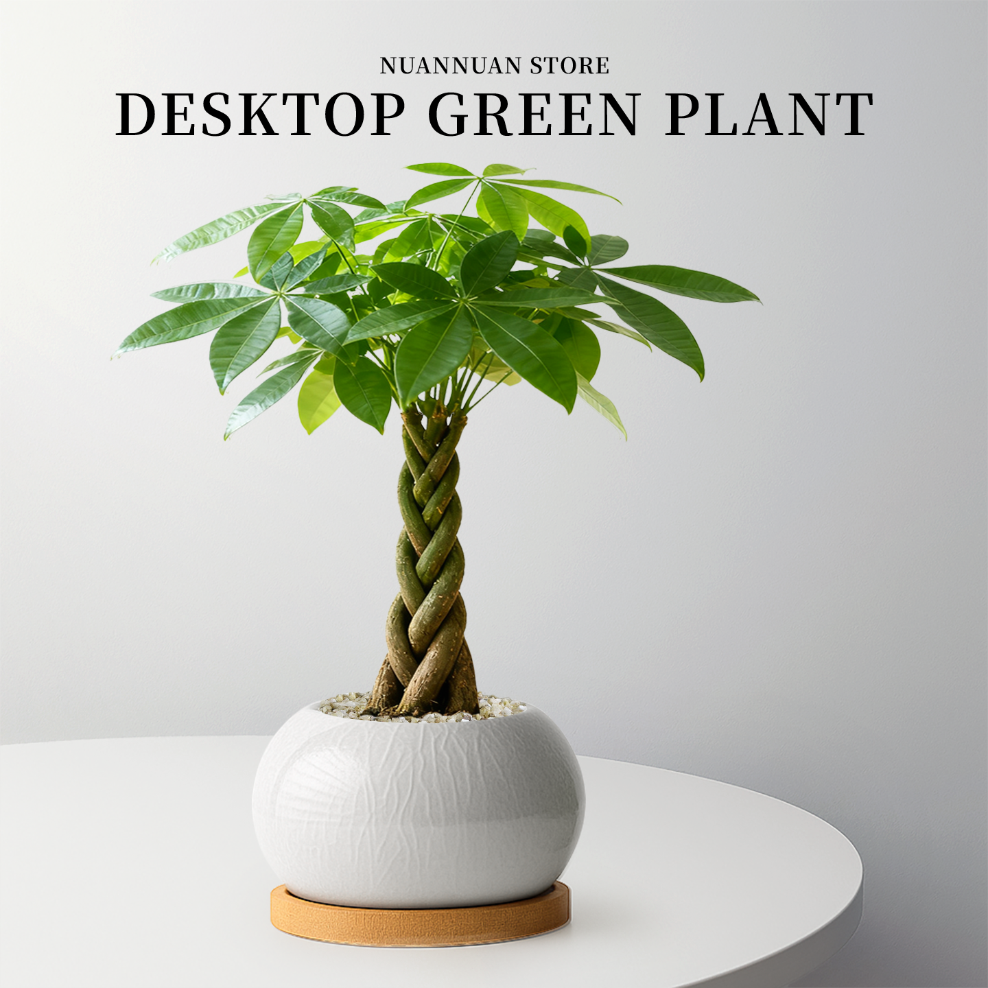 氛围感满满|发财树盆栽招财旺宅