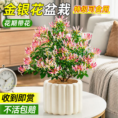 四季常开金银花盆栽自带淡淡清香