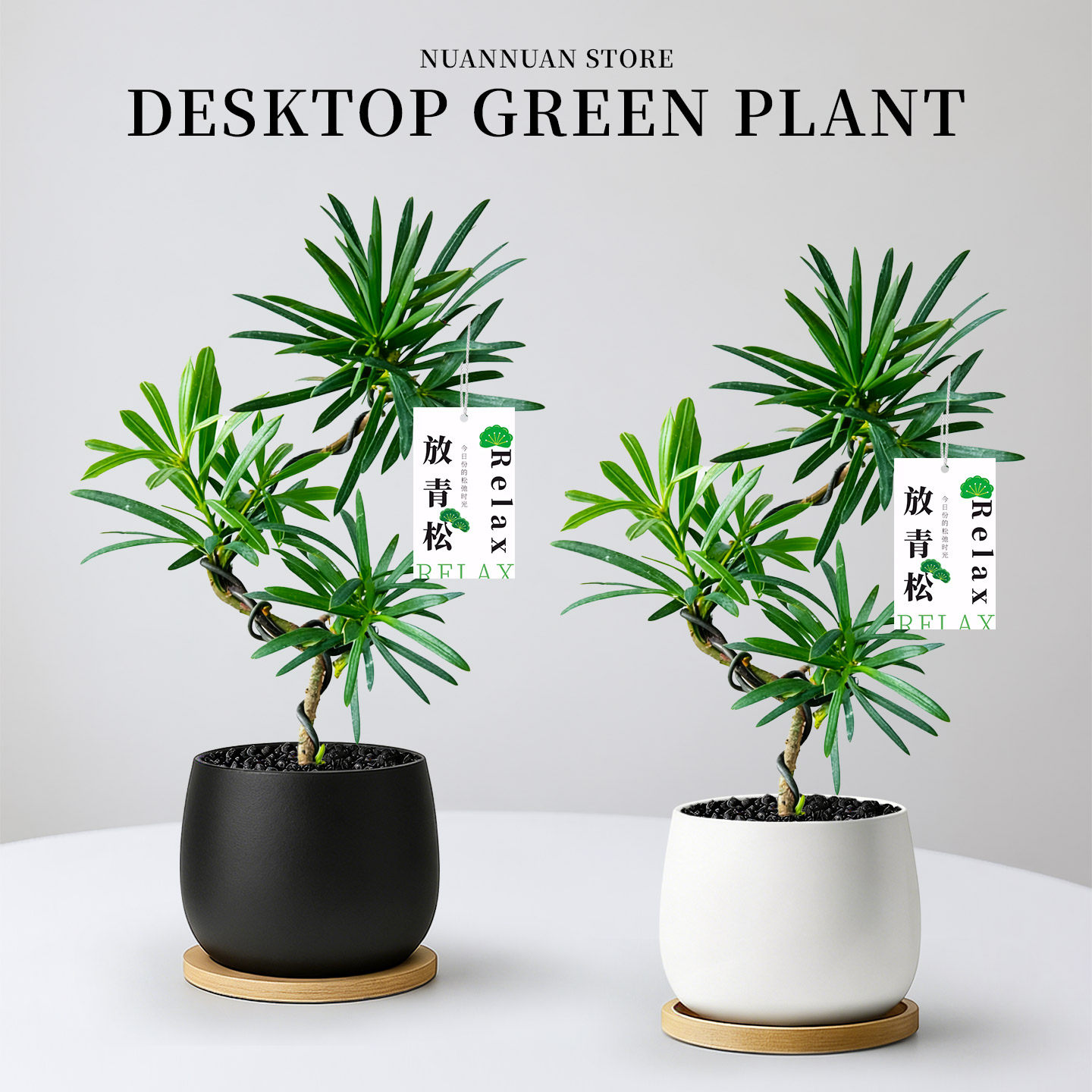 放青松造型罗汉松盆栽客厅绿植茶几书房桌面中式禅意盆景植物好养