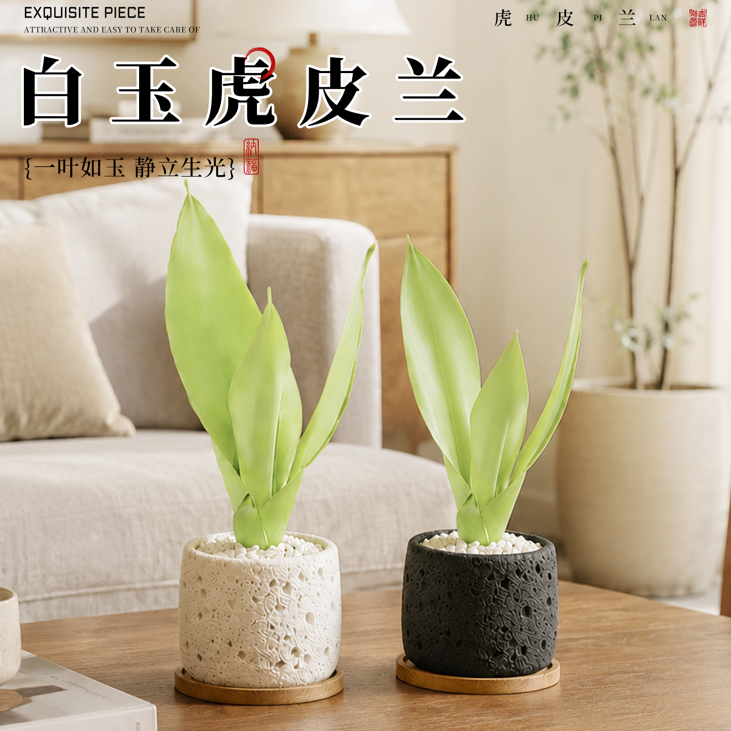 精品白玉虎皮兰观叶植物居家办公桌面摆放懒人好养易活高颜值绿植 - 实物图