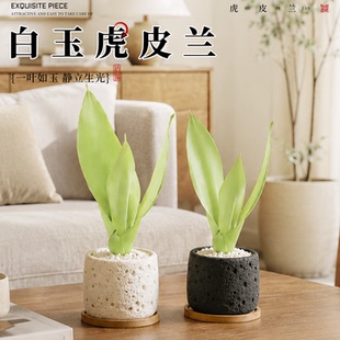 精品白玉虎皮兰观叶植物居家办公桌面摆放懒人好养易活高颜值绿植