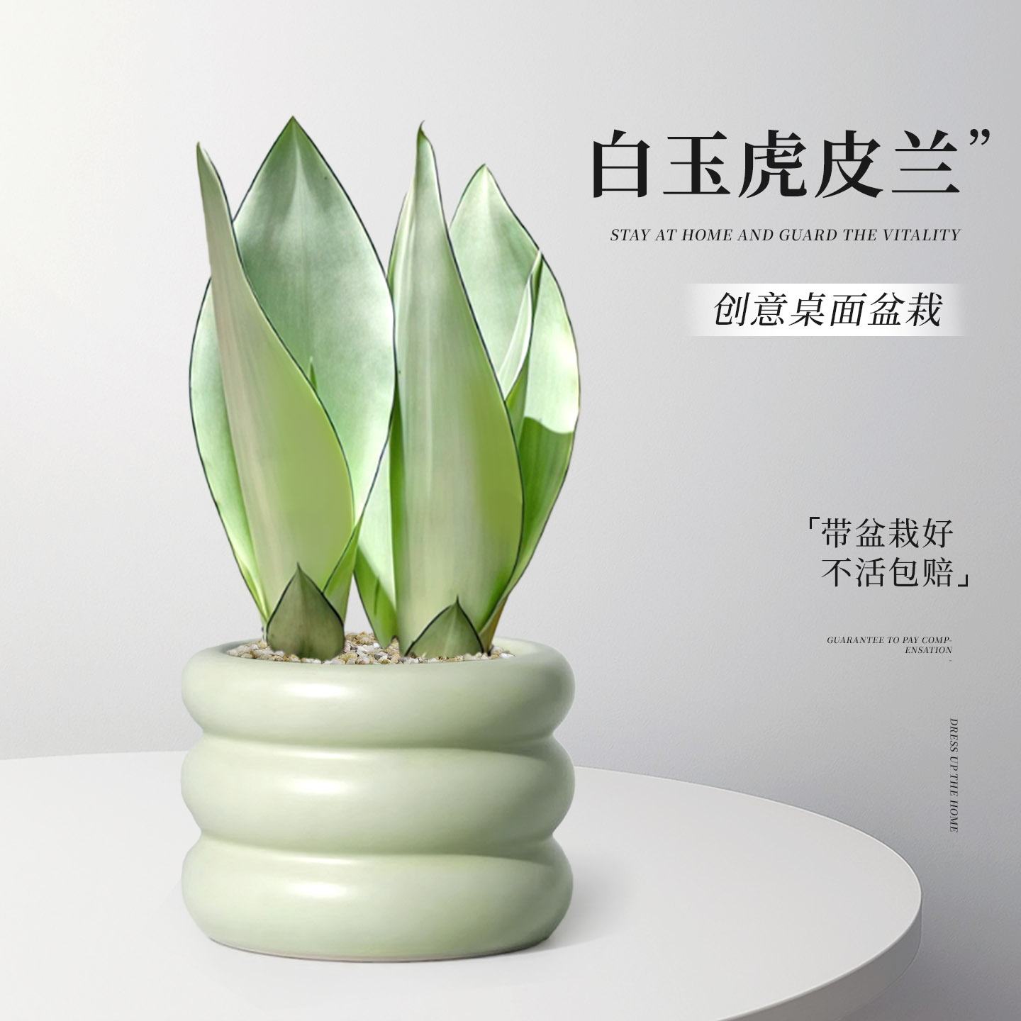 治愈情绪稳定舒畅白玉虎皮兰盆栽