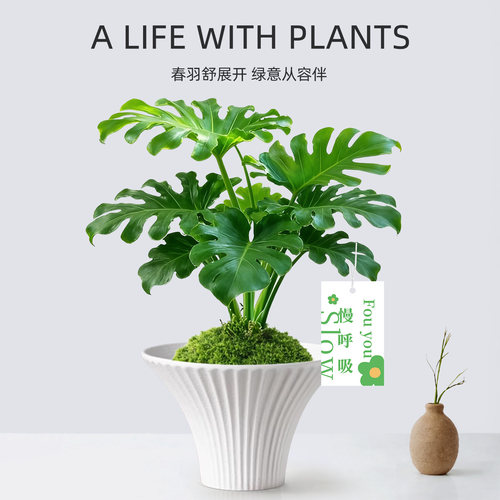 四季常青懒人好养春羽苔藓球植物