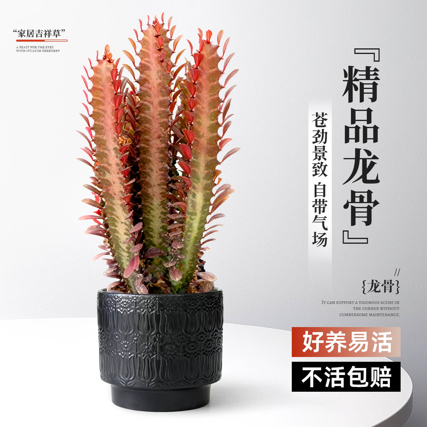 超级好养旺宅的多肉植物龙骨盆栽