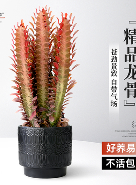 龙骨绿植物盆栽特大号量天尺多肉仙人掌球室内桌面四季招财好养活