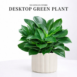 大叶金钻绿公主盆栽客厅室内植物四季办公室桌面绿植水培绿萝甲荃