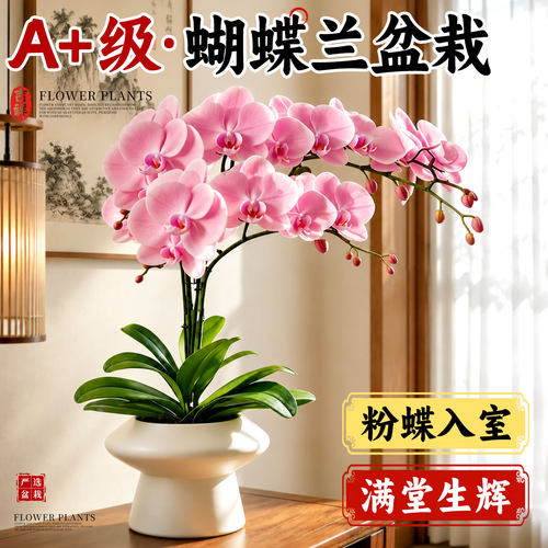 摆哪都好看，自带高级感