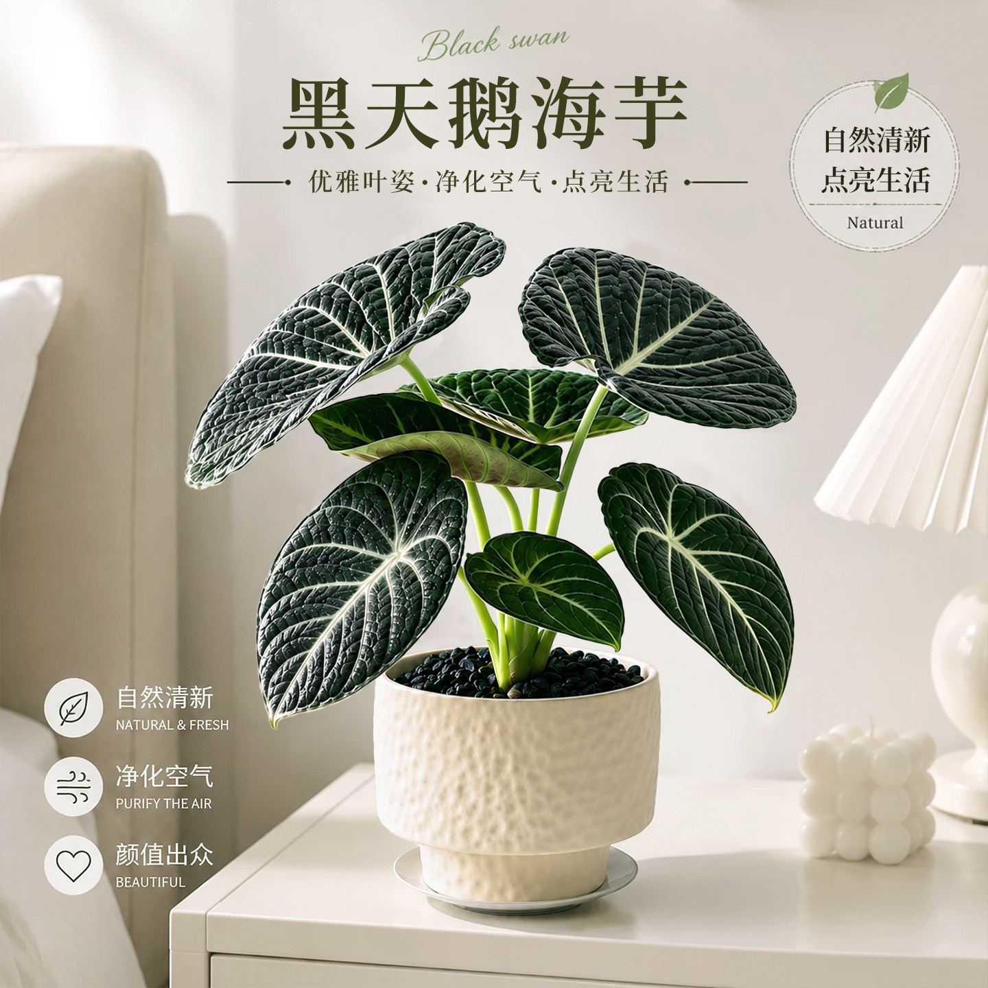 黑天鹅海芋盆栽办公室桌面好养绿植观叶植物适合新手盆景净化空气