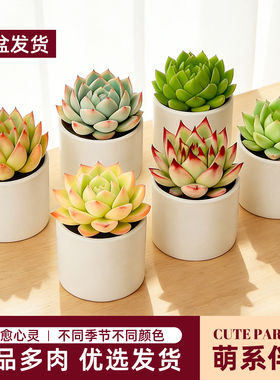 多肉植物桌面室内绿植花卉玉露肉带盆栽迷你办公室小盆栽定制礼物