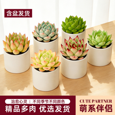 小多肉百变颜值佛系养护好心情