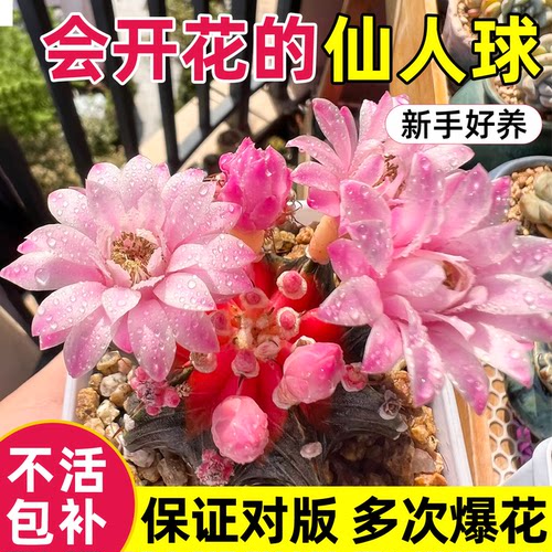 会开花的仙人掌！包对版！