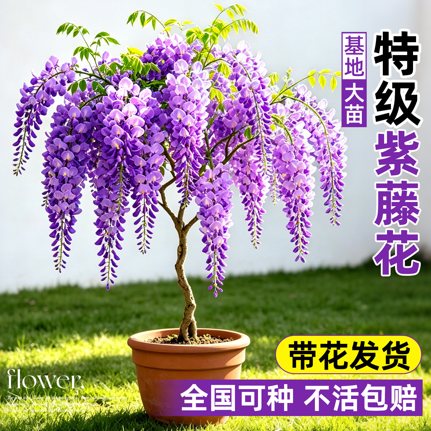 当年成景紫藤花盆栽！超好养图片